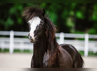American Miniature Horse, Hengst, 2 Jahre, Tigerschecke