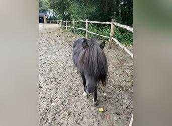 American Miniature Horse, Hengst, 3 Jahre, 84 cm, Rappe