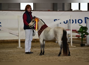 American Miniature Horse, Hengst, 3 Jahre, 91 cm, Buckskin