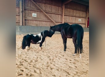 American Miniature Horse, Hengst, 4 Jahre, 80 cm, Schecke