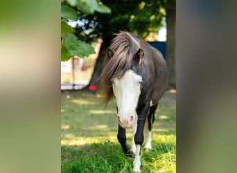 American Miniature Horse, Hengst, 4 Jahre, 92 cm, Rappe