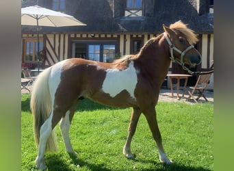 American Miniature Horse, Hengst, 4 Jahre, 93 cm, Schecke