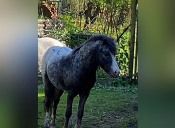 American Miniature Horse, Hengst, 4 Jahre, Schecke