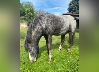 American Miniature Horse, Hengst, 4 Jahre, Schecke