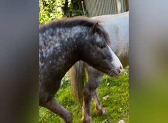 American Miniature Horse, Hengst, 4 Jahre, Schecke