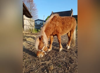 American Miniature Horse, Hengst, 5 Jahre, 100 cm, Dunkelfuchs