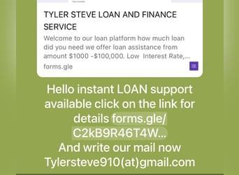 American Miniature Horse Mix, Hengst, 6 Jahre, 183 cm, Buckskin