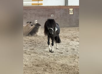 American Miniature Horse, Hengst, 6 Jahre, 80 cm, Schecke