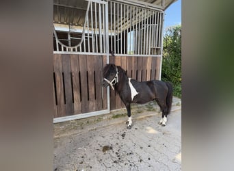 American Miniature Horse, Hengst, 6 Jahre, 80 cm, Schecke