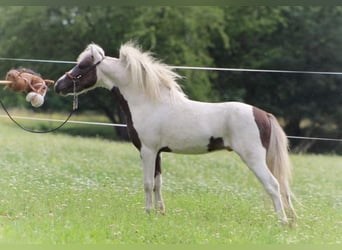 American Miniature Horse, Hengst, 7 Jahre, 86 cm, Schecke