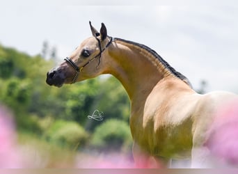 American Miniature Horse, Hengst, 7 Jahre
