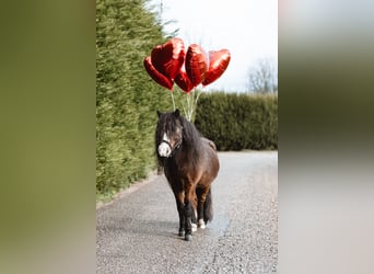 American Miniature Horse, Hengst, 8 Jahre, 80 cm, Brauner