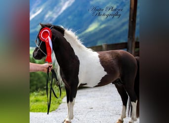 American Miniature Horse, Hengst, 8 Jahre, 83 cm, Schecke