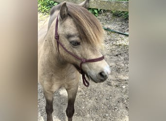 American Miniature Horse, Hengst, 9 Jahre, 90 cm, Buckskin