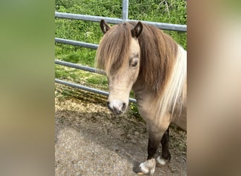 American Miniature Horse, Hengst, 9 Jahre, 90 cm, Buckskin