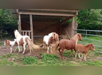 American Miniature Horse, Hengst, Fohlen (04/2025), 80 cm, Schecke