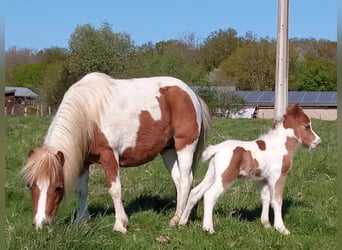 American Miniature Horse, Hengst, Fohlen (04/2025), 80 cm, Schecke