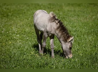 American Miniature Horse, Hengst, Fohlen (05/2024), 83 cm, Buckskin