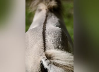 American Miniature Horse, Hengst, Fohlen (05/2024), 83 cm, Buckskin