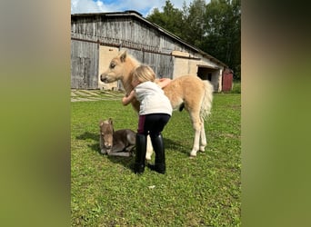 American Miniature Horse, Hengst, Fohlen (04/2024), 85 cm, Palomino