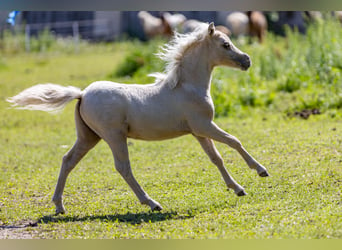 American Miniature Horse, Hengst, Fohlen (04/2024), 85 cm, Palomino