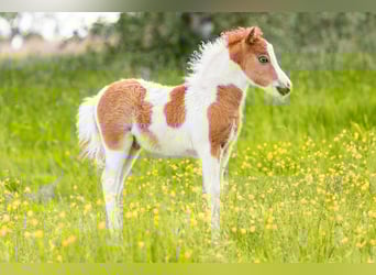 American Miniature Horse, Hengst, Fohlen (04/2025), 85 cm, Tobiano-alle-Farben