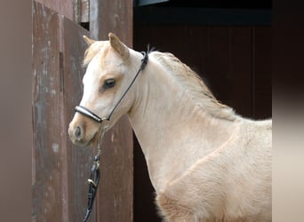 American Miniature Horse, Hengst, Fohlen (04/2024), Palomino