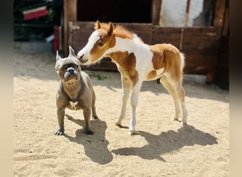 American Miniature Horse, Hengst, , Tobiano-alle-Farben