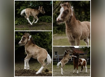 American Miniature Horse, Hengst, Fohlen (01/2024), Tovero-alle-Farben