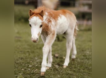 American Miniature Horse, Hengst, Fohlen (01/2024), Tovero-alle-Farben