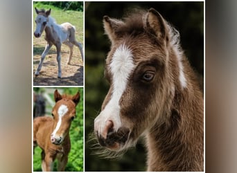 American Miniature Horse, Hengst, Fohlen (01/2024), Tovero-alle-Farben