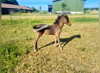 American Miniature Horse, Hengst, 