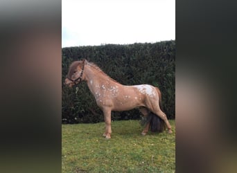 American Miniature Horse, Hengst, 7 Jahre, 96 cm, Rotschimmel