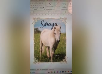 American Miniature Horse, Mare, 10 years, 7.2 hh, Grey-Fleabitten