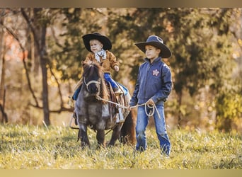 American Miniature Horse, Mare, 11 years, 7,1 hh, Roan-Blue