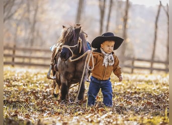 American Miniature Horse, Mare, 11 years, 7,1 hh, Roan-Blue