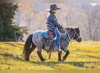 American Miniature Horse, Mare, 11 years, 7,1 hh, Roan-Blue