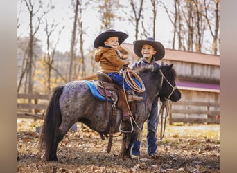 American Miniature Horse, Mare, 11 years, 7,1 hh, Roan-Blue