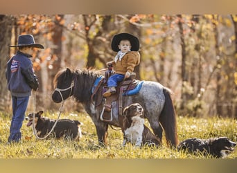 American Miniature Horse, Mare, 11 years, 7,1 hh, Roan-Blue