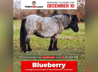 American Miniature Horse, Mare, 11 years, 7,1 hh, Roan-Blue