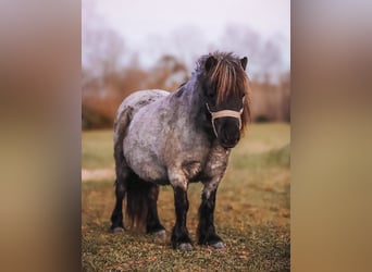 American Miniature Horse, Mare, 11 years, 7,1 hh, Roan-Blue