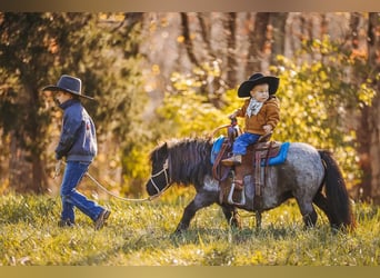 American Miniature Horse, Mare, 11 years, 7,1 hh, Roan-Blue