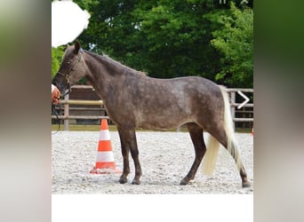 American Miniature Horse, Mare, 12 years, 8.1 hh