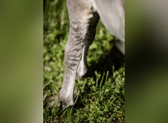 American Miniature Horse, Mare, 12 years, 8.1 hh, Leopard-Piebald