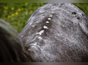 American Miniature Horse, Mare, 12 years, 8.1 hh, Leopard-Piebald
