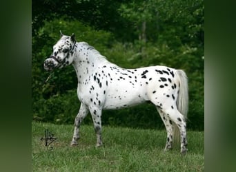 American Miniature Horse, Mare, 12 years, 8.1 hh, Leopard-Piebald