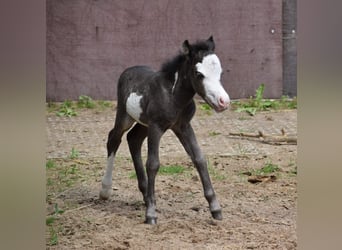 American Miniature Horse, Mare, 12 years, 8.1 hh, Leopard-Piebald