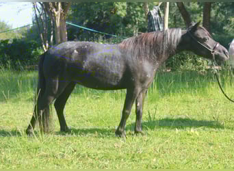 American Miniature Horse, Mare, 12 years, 8.1 hh, Leopard-Piebald