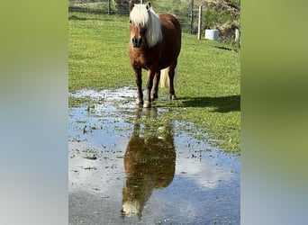 American Miniature Horse Mix, Mare, 14 years, 8,1 hh, Brown