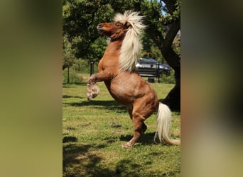 American Miniature Horse Mix, Mare, 14 years, 8,1 hh, Brown